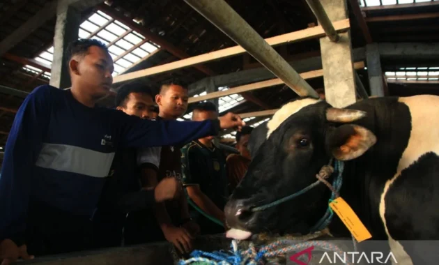 Prabowo Subianto Salurkan Sapi Kurban 910 Kg ke Pondok Modern Gontor Prabowo Subianto Salurkan Sapi Kurban 910 Kg ke Pondok Modern Gontor