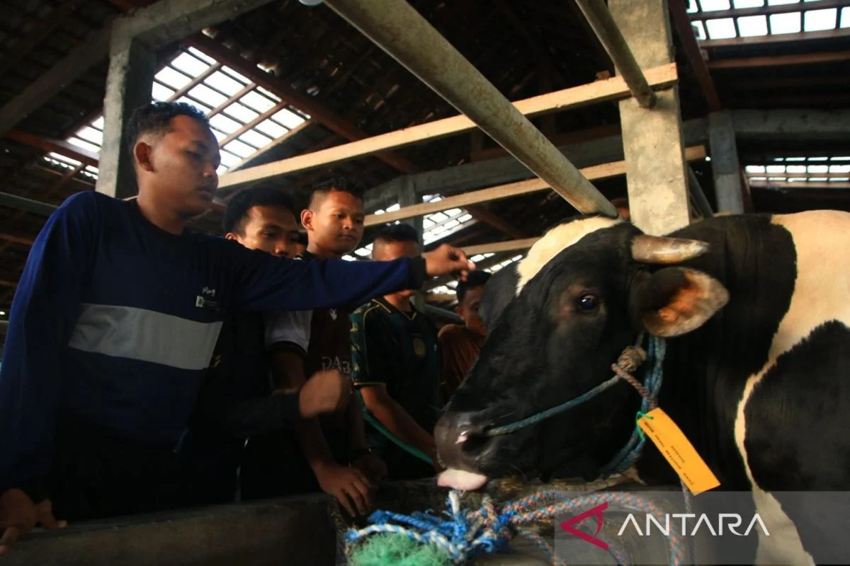Prabowo Subianto Salurkan Sapi Kurban 910 Kg ke Pondok Modern Gontor