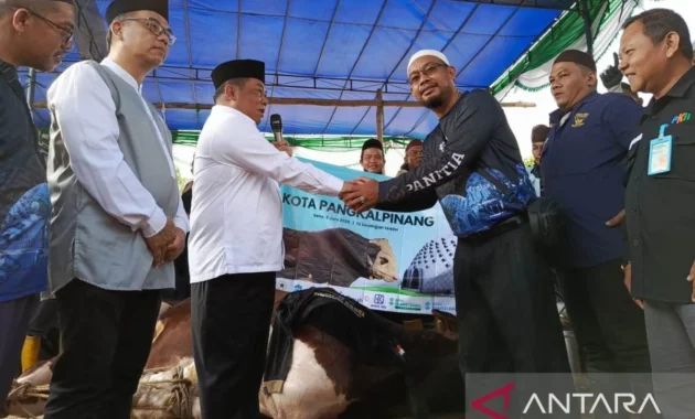 Presiden Prabowo Serahkan Delapan Sapi Kurban Jumbo untuk Provinsi Bangka Belitung Presiden Prabowo Serahkan Delapan Sapi Kurban Jumbo untuk Provinsi Bangka Belitung