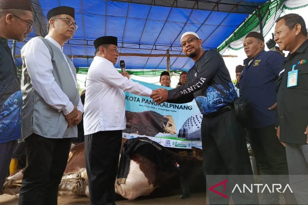 Presiden Prabowo Serahkan Delapan Sapi Kurban Jumbo untuk Provinsi Bangka Belitung