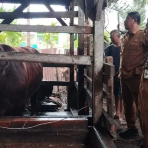 Presiden Prabowo Subianto Sumbang Sapi Kurban Berbobot 900 Kg dari Peternak Lokal Batang