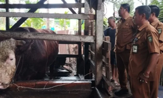 Presiden Prabowo Subianto Sumbang Sapi Kurban Berbobot 900 Kg dari Peternak Lokal Batang Presiden Prabowo Subianto Sumbang Sapi Kurban Berbobot 900 Kg dari Peternak Lokal Batang