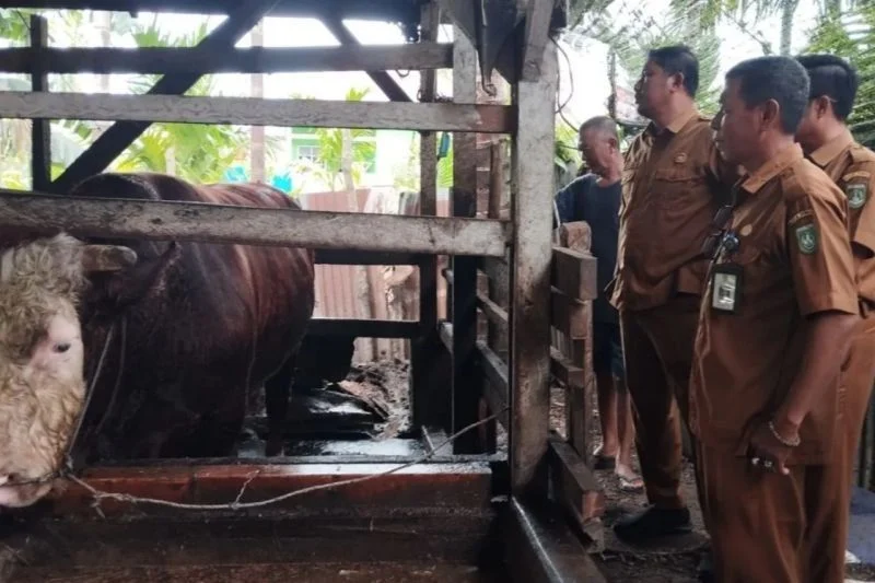Presiden Prabowo Subianto Sumbang Sapi Kurban Berbobot 900 Kg dari Peternak Lokal Batang