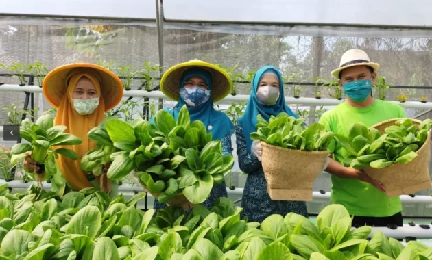 Program Lestari Kota Dorong Urban Farming Dukung Sistem Pangan Masa Depan