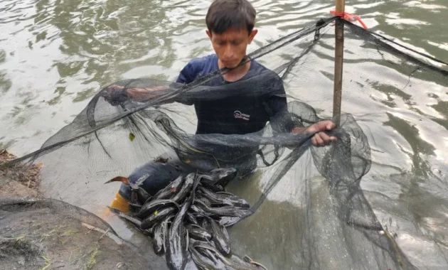 Ratusan Ekor Ikan Sapu‑Sapu Kembali Ditangkap di Jakarta Barat