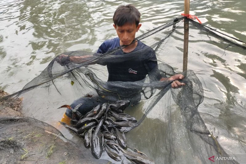 Ratusan Ekor Ikan Sapu‑Sapu Kembali Ditangkap di Jakarta Barat