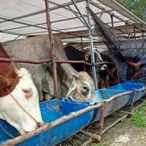 Risiko Obat Kimia pada Ternak jadi Sorotan, Lakukan Edukasi Alternatif Herbal