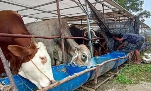 Risiko Obat Kimia pada Ternak jadi Sorotan, Lakukan Edukasi Alternatif Herbal