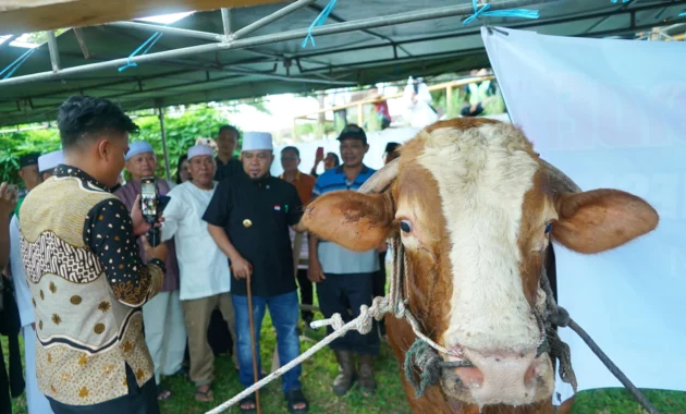 Sapi Kurban 1,1 Ton Bantuan Presiden Disalurkan di Kupang Sapi Kurban 1,1 Ton Bantuan Presiden Disalurkan di Kupang
