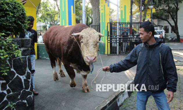 Sapi Kurban Presiden Disembelih di Masjid Agung Manunggal Bantul pada Kamis