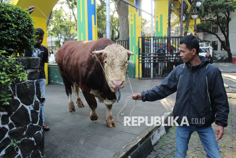 Sapi Kurban Presiden Disembelih di Masjid Agung Manunggal Bantul pada Kamis