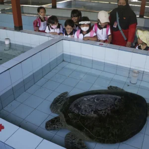 Sea Turtle Shelter Baru di Hainan, China: Upaya Konservasi Penyu di Hari Penyu Sedunia
