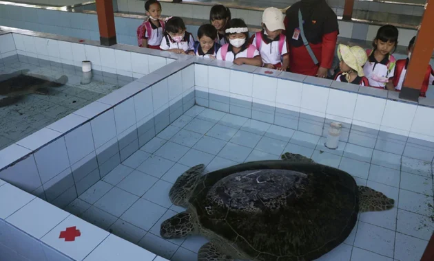 Sea Turtle Shelter Baru di Hainan, China: Upaya Konservasi Penyu di Hari Penyu Sedunia