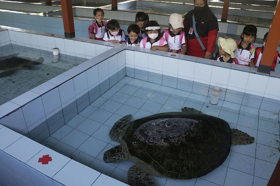 Sea Turtle Shelter Baru di Hainan, China: Upaya Konservasi Penyu di Hari Penyu Sedunia