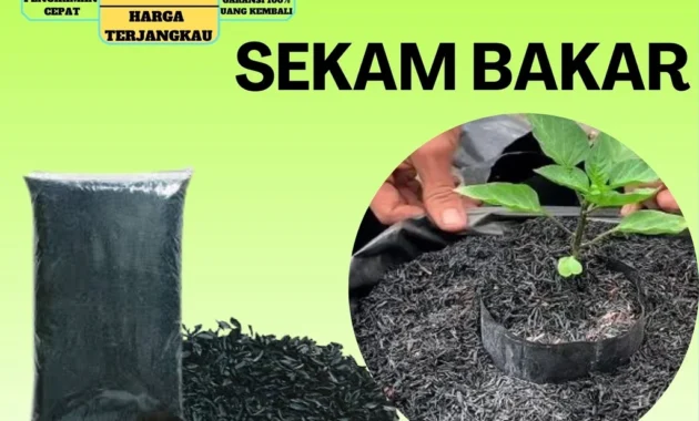 Sekam Bakar: Media Tanam Ramah Lingkungan yang Tingkatkan Nilai Ekonomi Petani