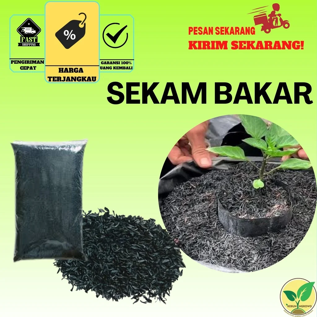 Sekam Bakar: Media Tanam Ramah Lingkungan yang Tingkatkan Nilai Ekonomi Petani