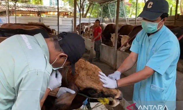 Sudin KPKP Jakarta Barat Periksa Daging Kurban di 121 Titik Sudin KPKP Jakarta Barat Periksa Daging Kurban di 121 Titik