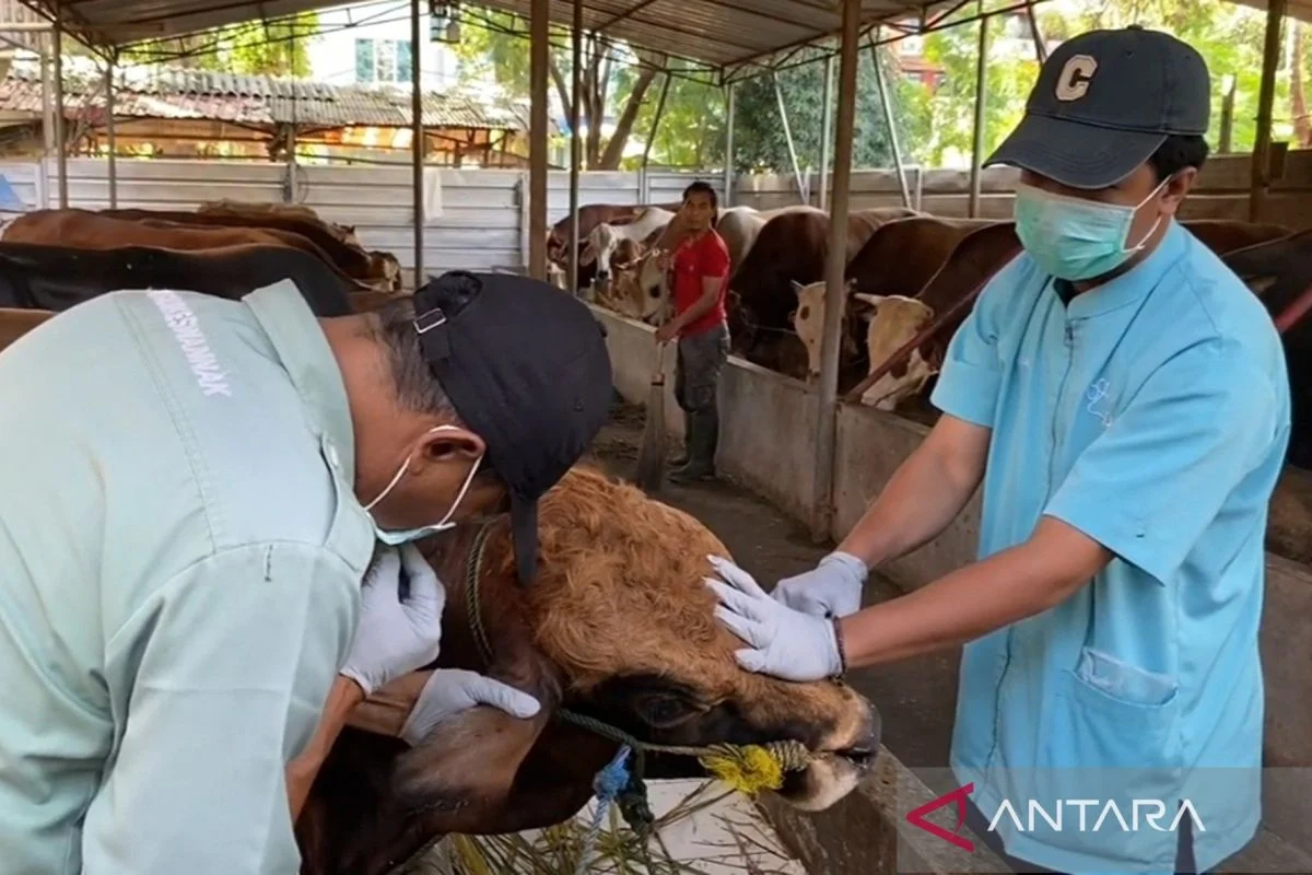 Sudin KPKP Jakarta Barat Periksa Daging Kurban di 121 Titik