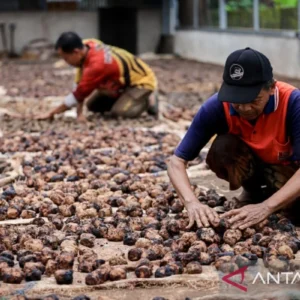 Sumbar dan India Bahas Hilirisasi Gambir serta Penguatan Kebudayaan