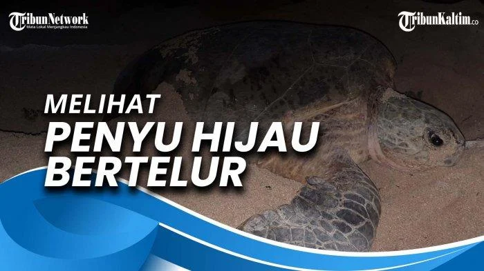 Survei: Habitat Peneluran Penyu di Berau Berwarna Hijau