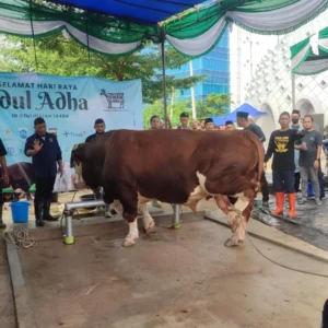Tak Tahu Menahu Soal APBN Rp 100 M Dipakai untuk Sapi Kurban Prabowo, Menkeu Purbaya: Rasanya Pakai Duit Sendiri