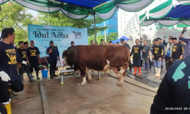 Tak Tahu Menahu Soal APBN Rp 100 M Dipakai untuk Sapi Kurban Prabowo, Menkeu Purbaya: Rasanya Pakai Duit Sendiri