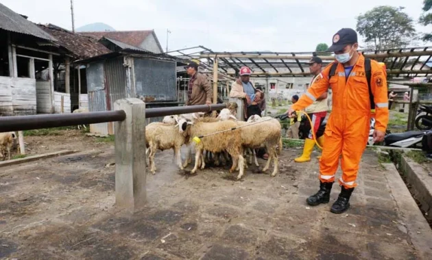 Temanggung Perketat Lalu Lintas Ternak Kurban untuk Cegah Penularan Penyakit