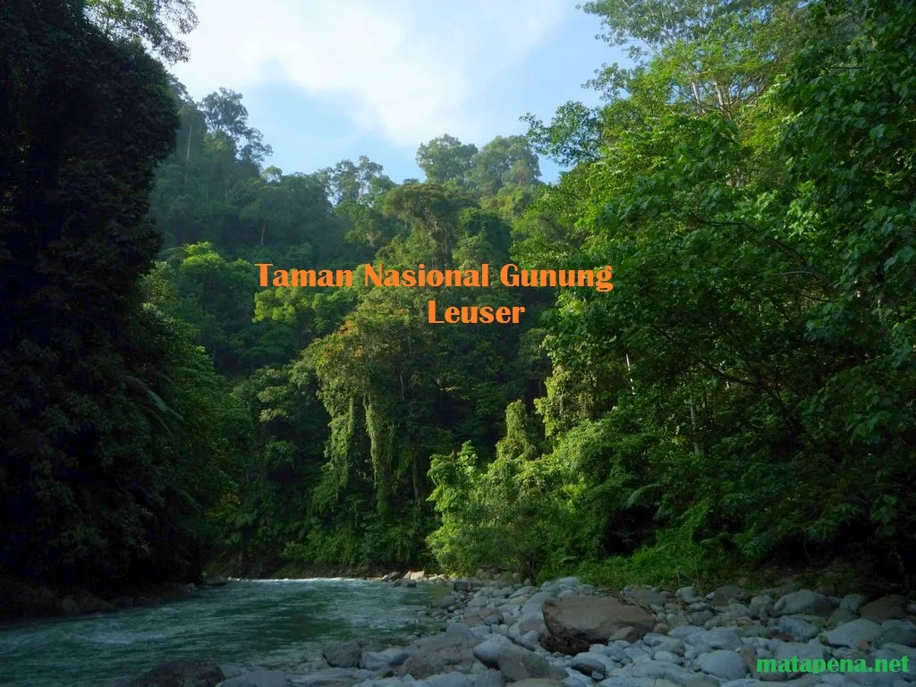 Transformasi Besar: 13 Taman Nasional, Termasuk Gunung Leuser, Siap Jadi Kawasan Konservasi Kelas Dunia