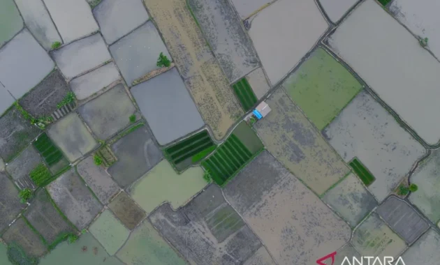 Wamentan: Cetak Sawah Jadi Investasi Pangan Jangka Panjang