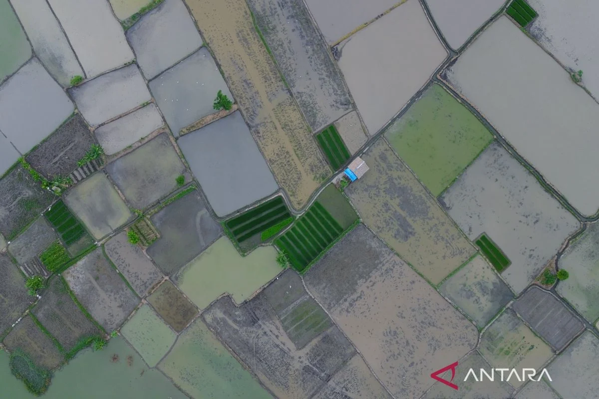 Wamentan: Cetak Sawah Jadi Investasi Pangan Jangka Panjang