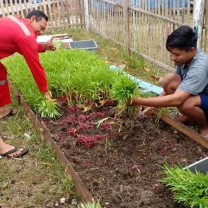 Warga Pulau Kelapa Didorong Bangun Ketahanan Pangan lewat Urban Farming