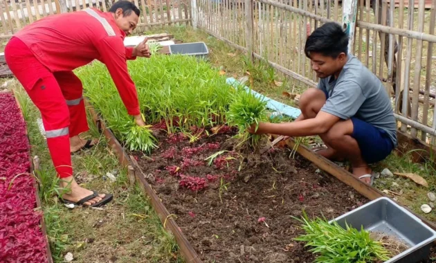 Warga Pulau Kelapa Didorong Bangun Ketahanan Pangan lewat Urban Farming