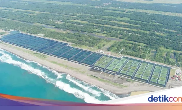 400 pekerja dikerahkan bangun tambak udang modern Sumba Timur