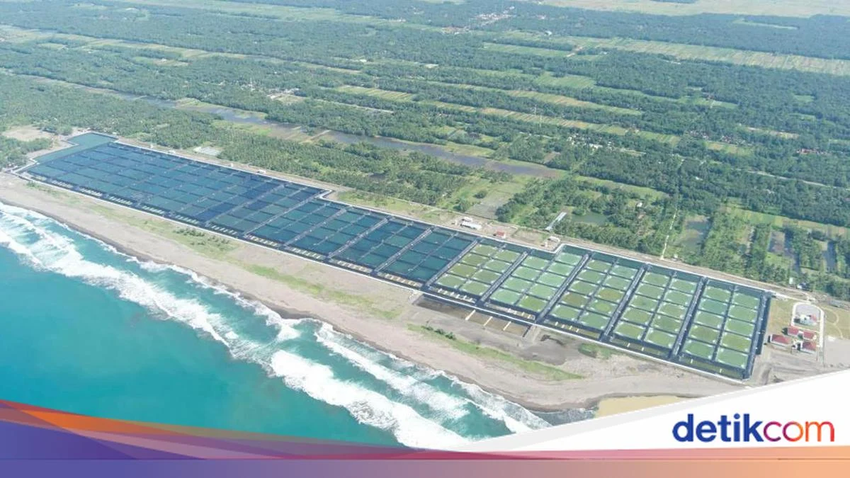 400 pekerja dikerahkan bangun tambak udang modern Sumba Timur