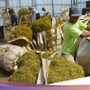 6 Ribu Buruh Tembakau Terancam PHK, Kirim Petisi Tolak Standardisasi Kemasan Rokok