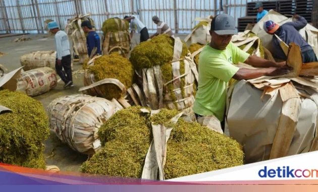 6 Ribu Buruh Tembakau Terancam PHK, Kirim Petisi Tolak Standardisasi Kemasan Rokok 6 Ribu Buruh Tembakau Terancam PHK, Kirim Petisi Tolak Standardisasi Kemasan Rokok