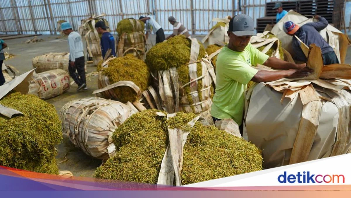 6 Ribu Buruh Tembakau Terancam PHK, Kirim Petisi Tolak Standardisasi Kemasan Rokok