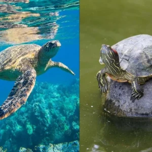 Beijing Ungkap Penggunaan Kura-kura dan Ikan Sebagai Alat Mata-mata China