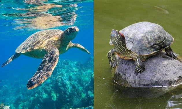 Beijing Ungkap Penggunaan Kura-kura dan Ikan Sebagai Alat Mata-mata China