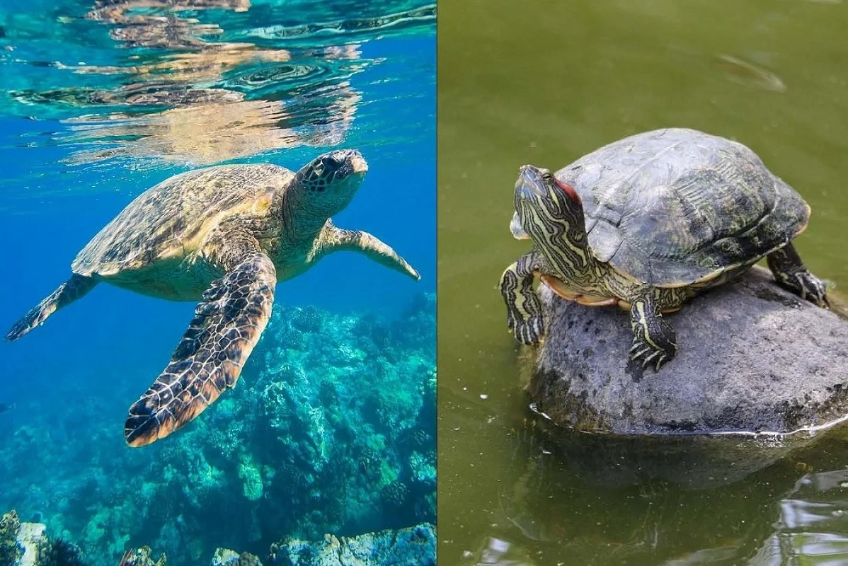Beijing Ungkap Penggunaan Kura-kura dan Ikan Sebagai Alat Mata-mata China