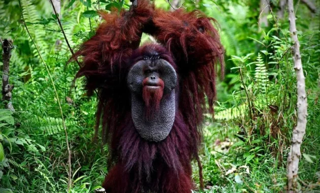 Benteng Perlindungan Bagi Orangutan Morio di Kalimantan Timur Benteng Perlindungan Bagi Orangutan Morio di Kalimantan Timur