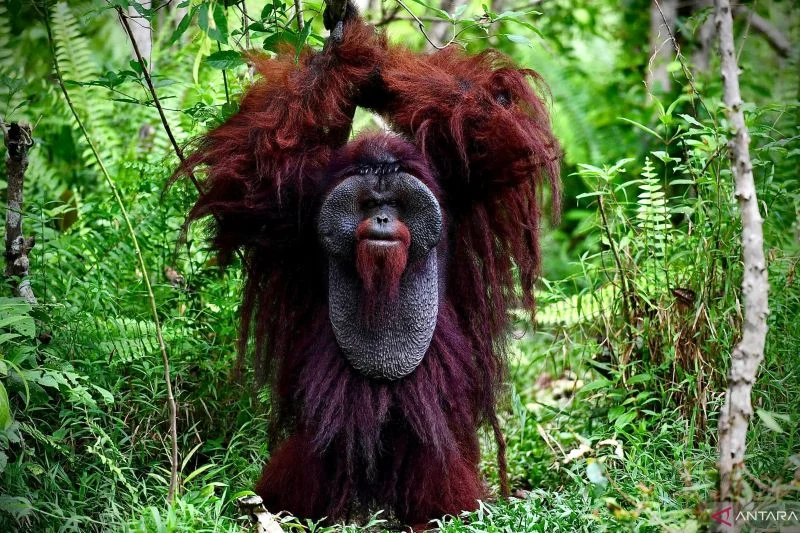 Benteng Perlindungan Bagi Orangutan Morio di Kalimantan Timur