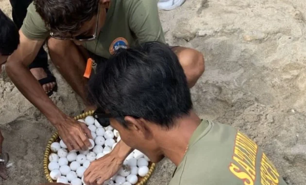 Berpacu dengan waktu, ratusan telur penyu di Pantai Paloh Sambas dievakuasi dari predator dan penjarah