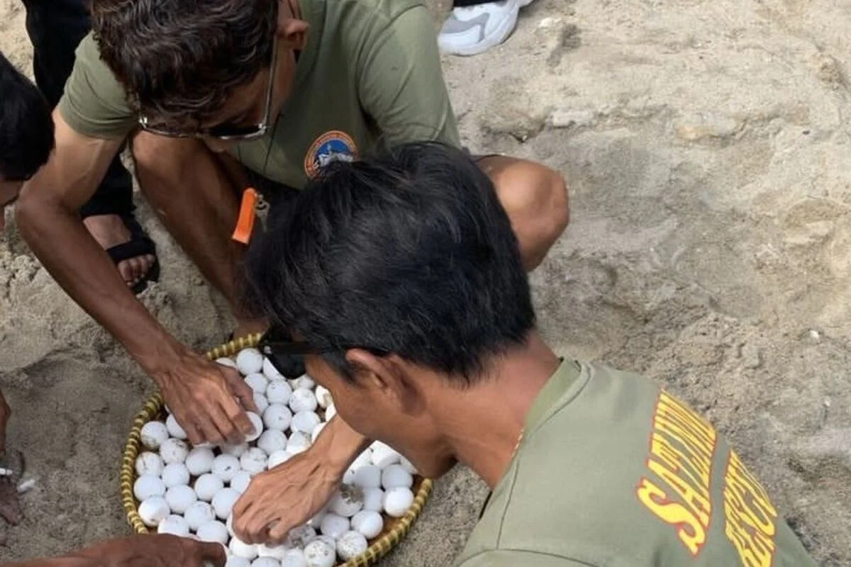 Berpacu dengan waktu, ratusan telur penyu di Pantai Paloh Sambas dievakuasi dari predator dan penjarah