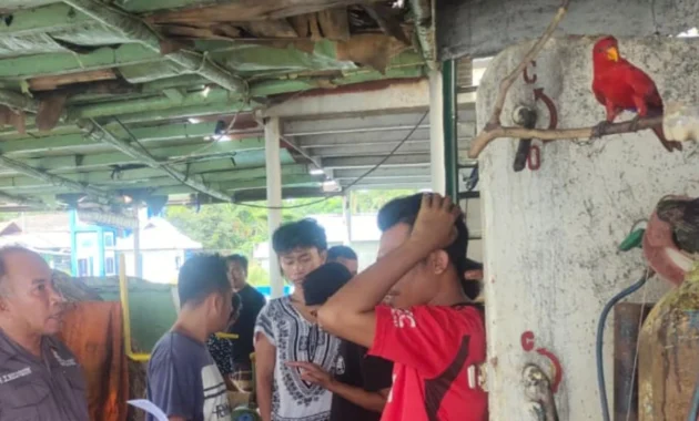 BKSDA Maluku Gagalkan Dugaan Perdagangan Satwa Dilindungi di Ambon
