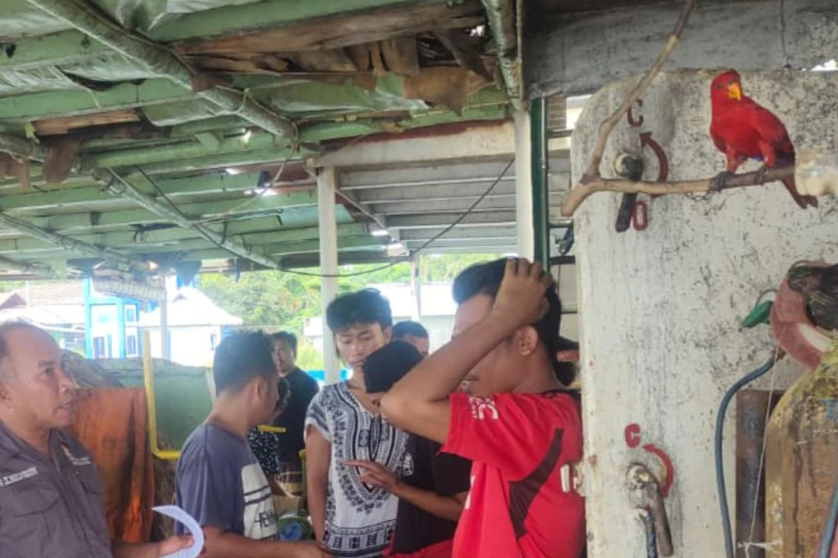 BKSDA Maluku Gagalkan Dugaan Perdagangan Satwa Dilindungi di Ambon