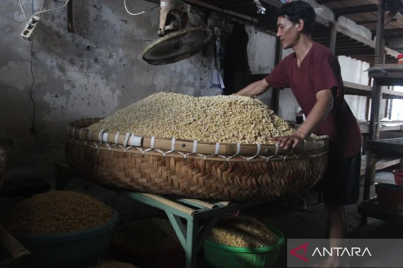 Celios: Penguatan Cadangan Kedelai Penting Tekan Ketergantungan Impor