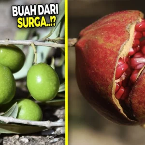 Dulu Batavia Surga Buah, Kini Kebun‑kebunnya Sudah Musnah