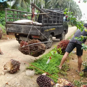 GAPKI: Indonesia Belum Miliki Acuan Harga Sawit Seragam
