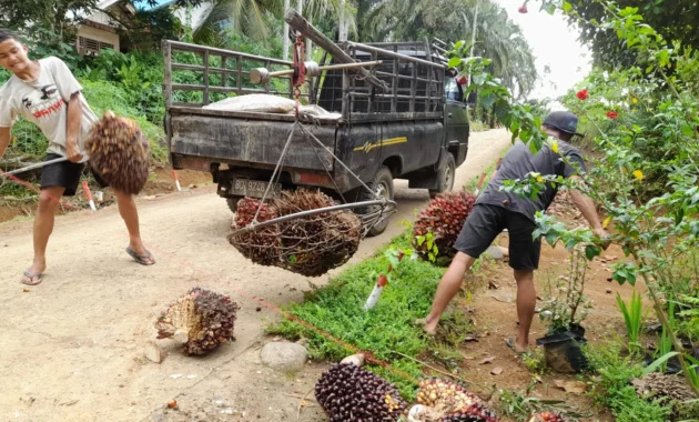 GAPKI: Indonesia Belum Miliki Acuan Harga Sawit Seragam